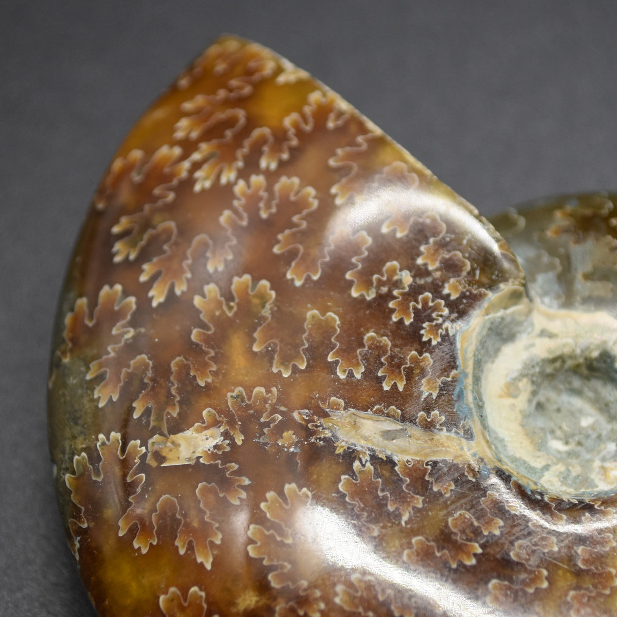 Brown Ammonite Cleoniceras Fossil from Madagascar - 7.5cm - 126 grams