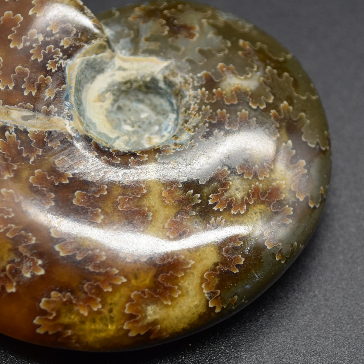 Brown Ammonite Cleoniceras Fossil from Madagascar - 7.5cm - 126 grams