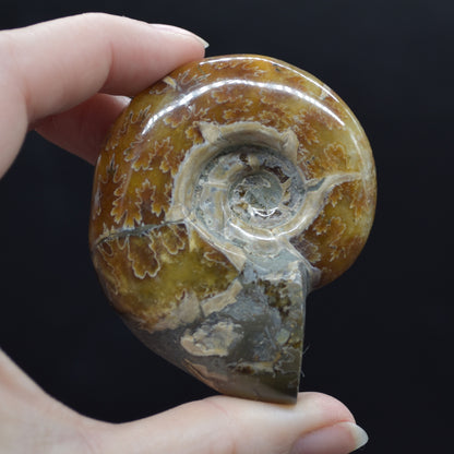 Brown Ammonite Cleoniceras Fossil from Madagascar - 6cm - 98 grams