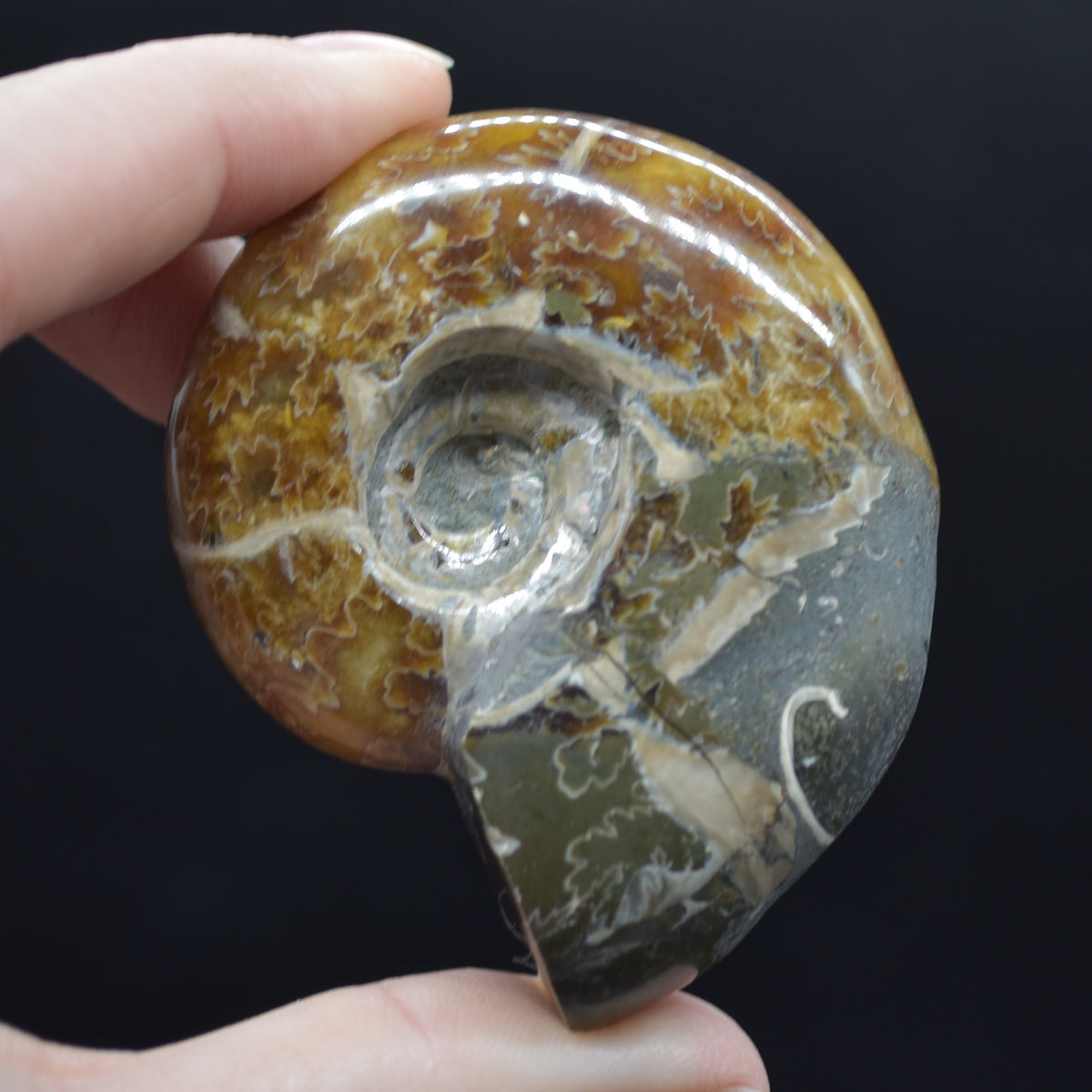 Brown Ammonite Cleoniceras Fossil from Madagascar - 6cm - 98 grams