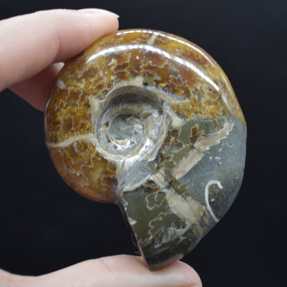 Brown Ammonite Cleoniceras Fossil from Madagascar - 6cm - 98 grams