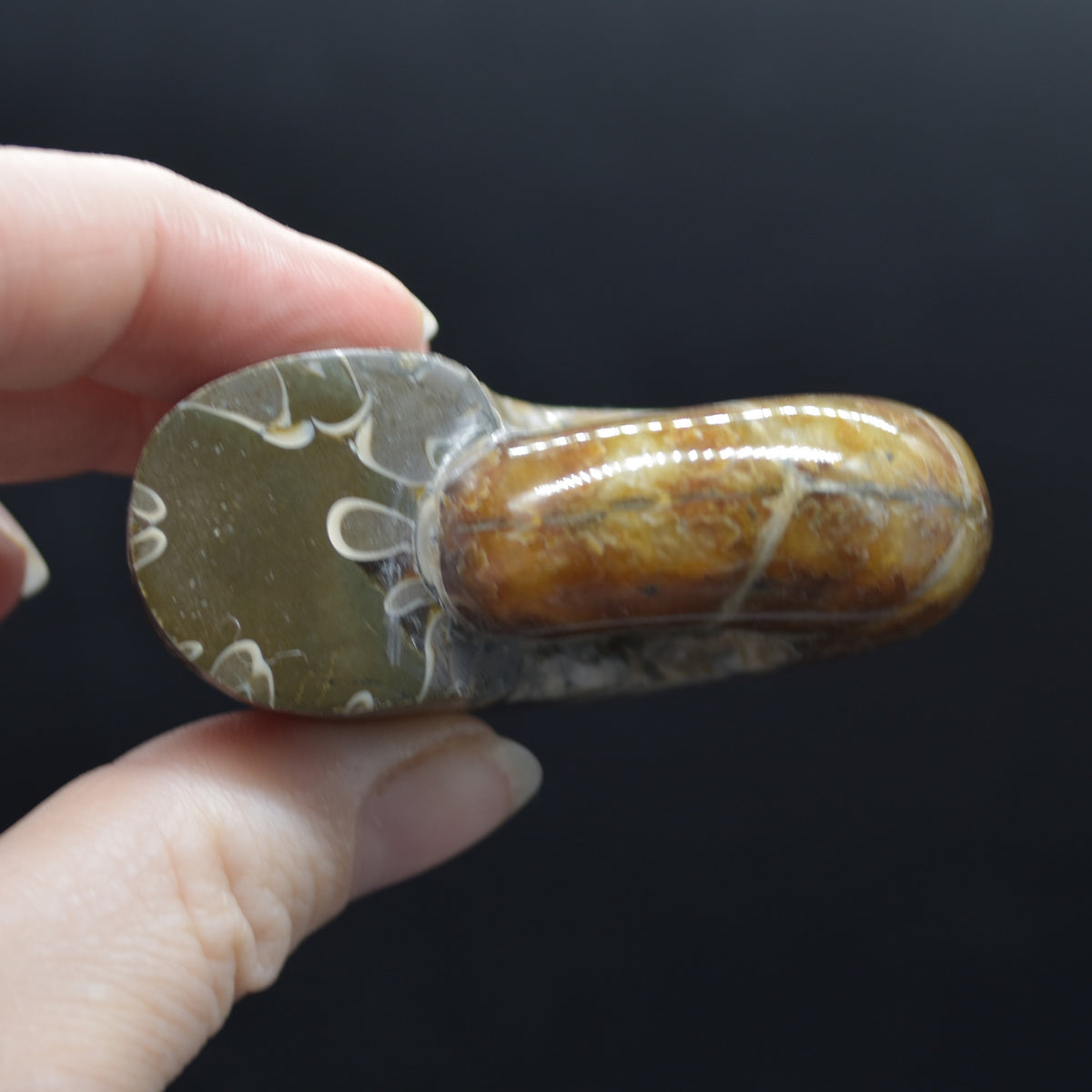 Brown Ammonite Cleoniceras Fossil from Madagascar - 6cm - 98 grams