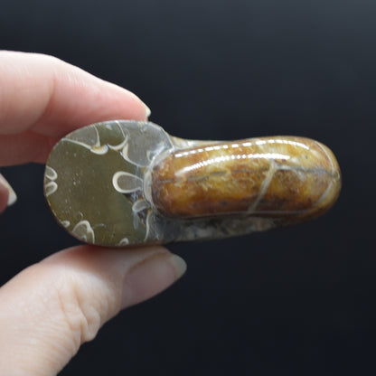 Brown Ammonite Cleoniceras Fossil from Madagascar - 6cm - 98 grams