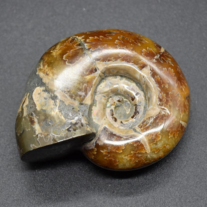 Brown Ammonite Cleoniceras Fossil from Madagascar - 6cm - 98 grams