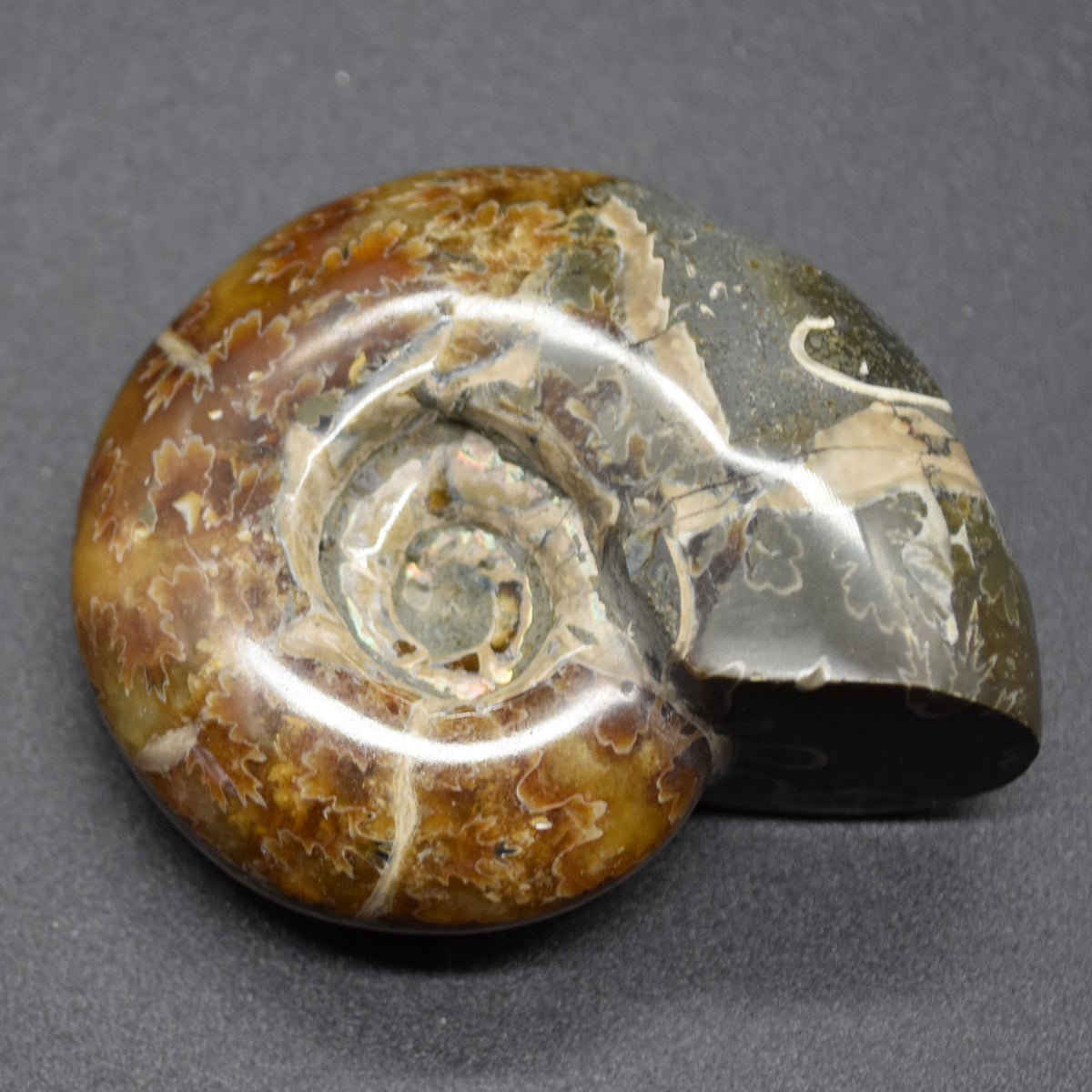Brown Ammonite Cleoniceras Fossil from Madagascar - 6cm - 98 grams
