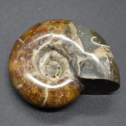 Brown Ammonite Cleoniceras Fossil from Madagascar - 6cm - 98 grams