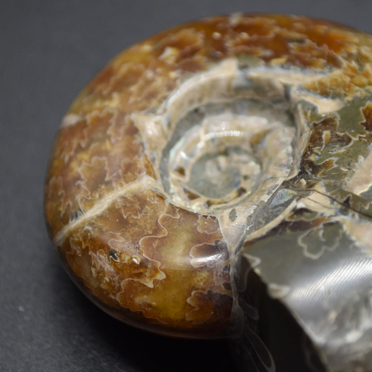 Brown Ammonite Cleoniceras Fossil from Madagascar - 6cm - 98 grams