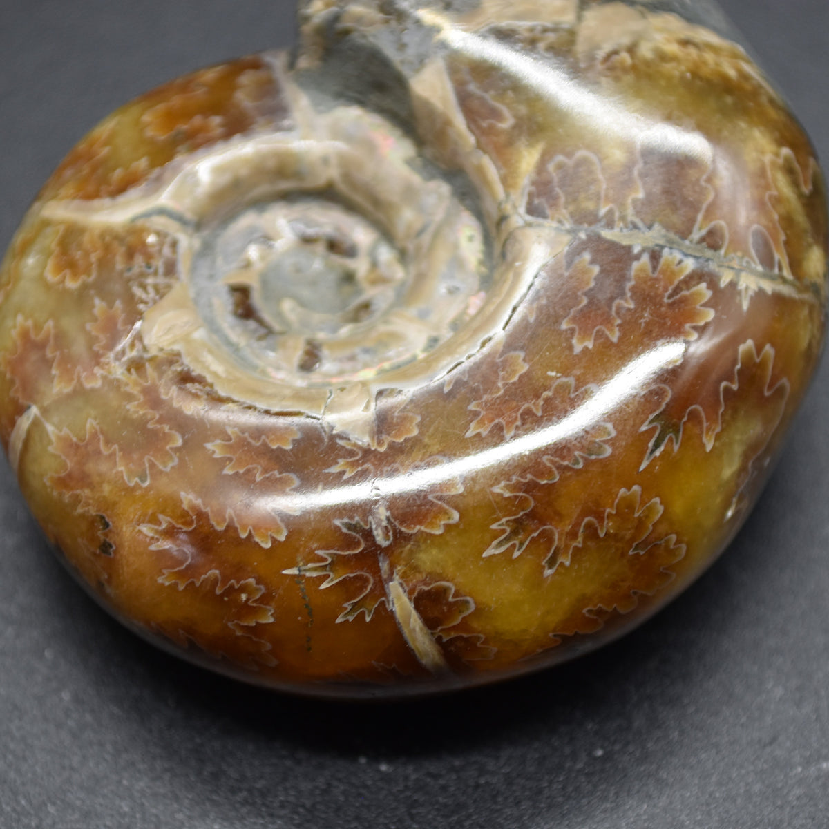 Brown Ammonite Cleoniceras Fossil from Madagascar - 6cm - 98 grams