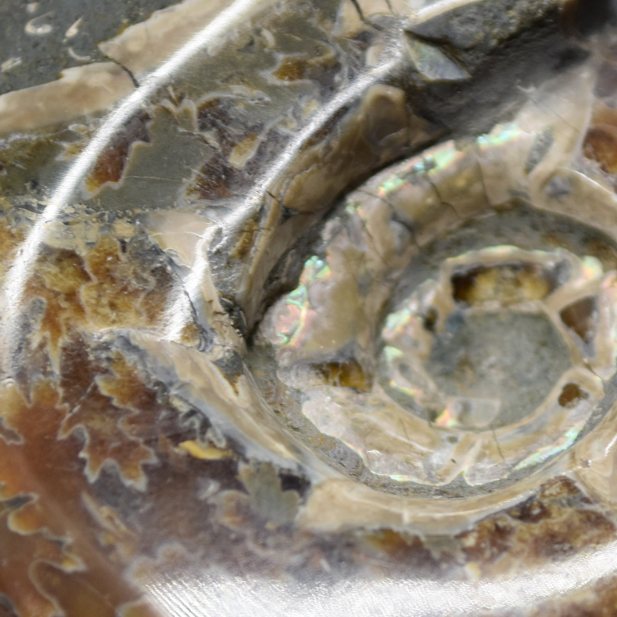 Brown Ammonite Cleoniceras Fossil from Madagascar - 6cm - 98 grams