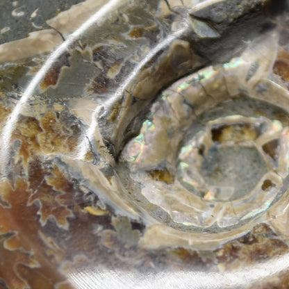 Brown Ammonite Cleoniceras Fossil from Madagascar - 6cm - 98 grams