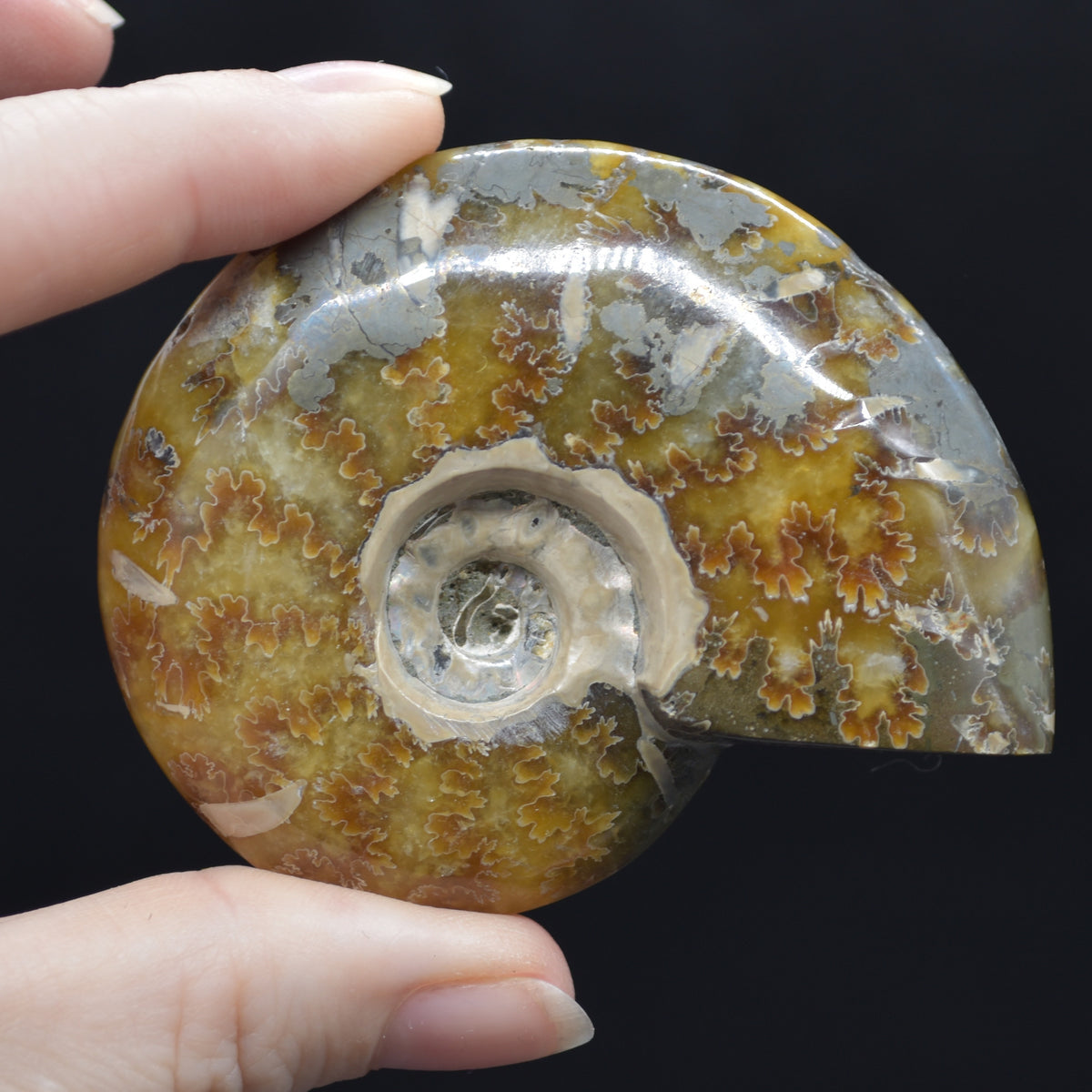 Brown Ammonite Cleoniceras Fossil from Madagascar - 6.5cm - 111 grams