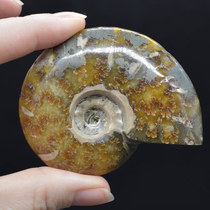 Brown Ammonite Cleoniceras Fossil from Madagascar - 6.5cm - 111 grams
