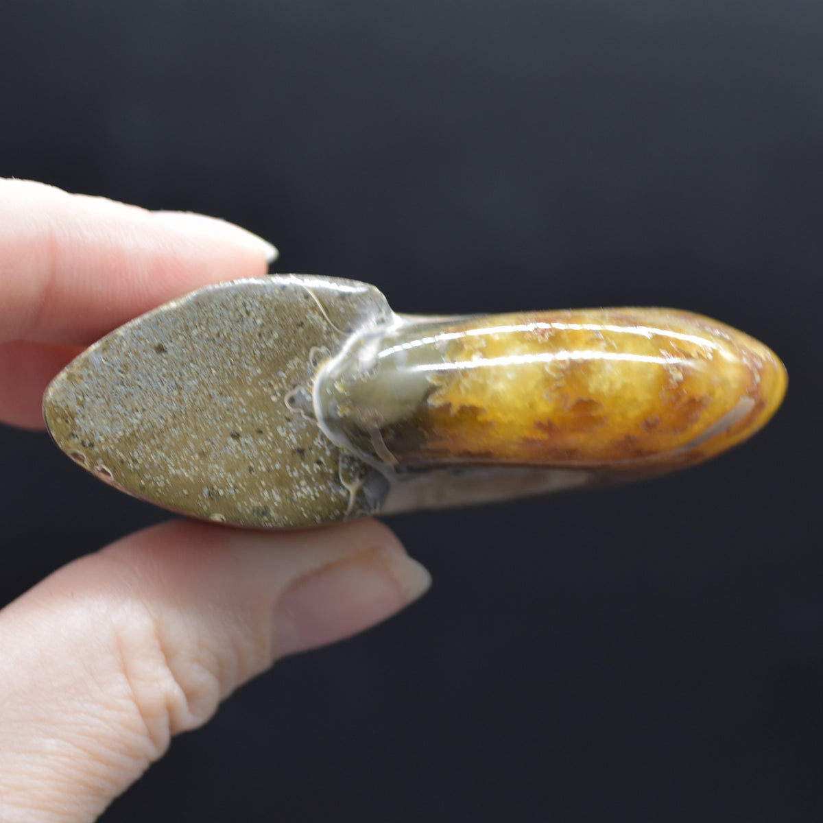 Brown Ammonite Cleoniceras Fossil from Madagascar - 6.5cm - 111 grams