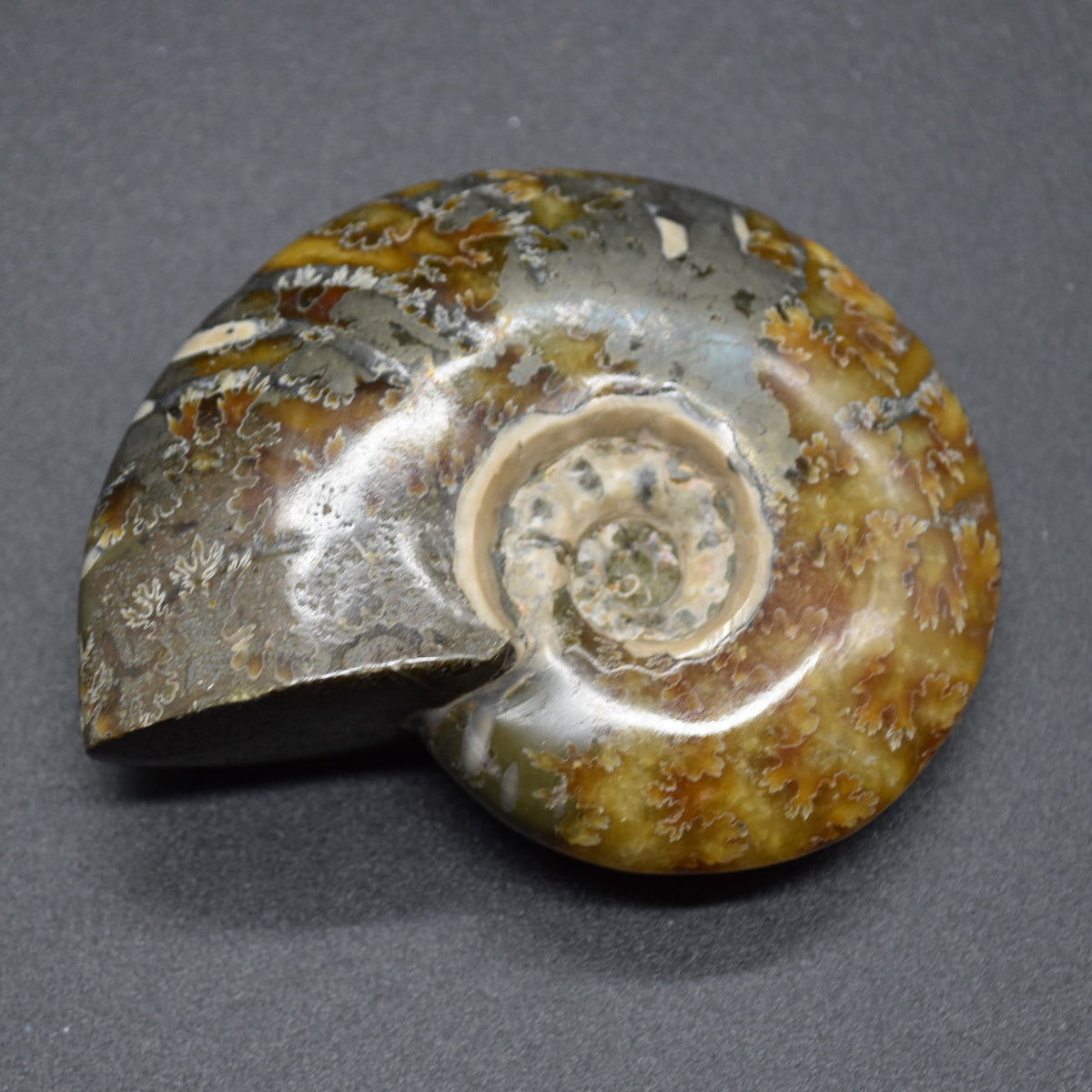 Brown Ammonite Cleoniceras Fossil from Madagascar - 6.5cm - 111 grams