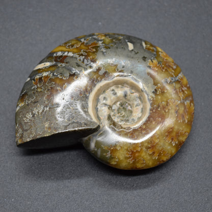 Brown Ammonite Cleoniceras Fossil from Madagascar - 6.5cm - 111 grams