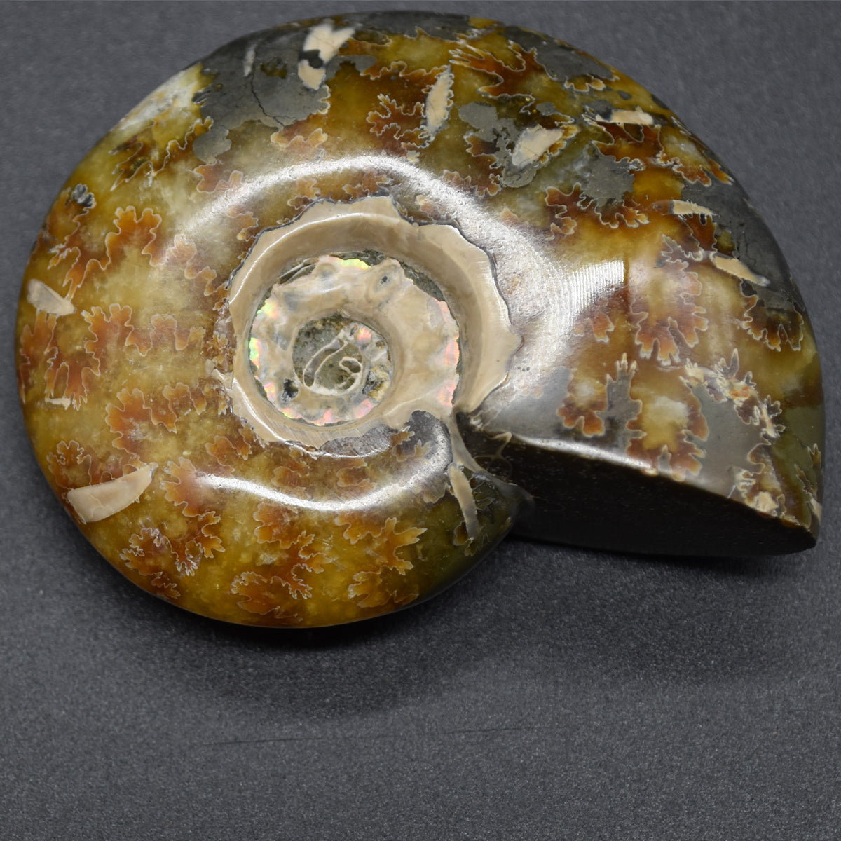 Brown Ammonite Cleoniceras Fossil from Madagascar - 6.5cm - 111 grams