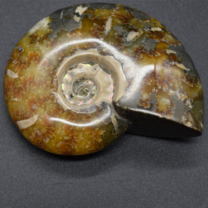 Brown Ammonite Cleoniceras Fossil from Madagascar - 6.5cm - 111 grams