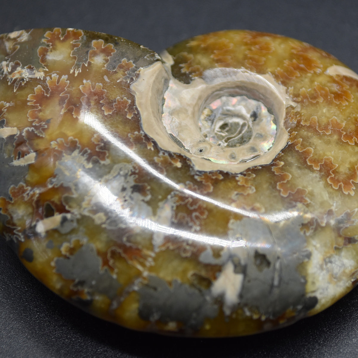 Brown Ammonite Cleoniceras Fossil from Madagascar - 6.5cm - 111 grams