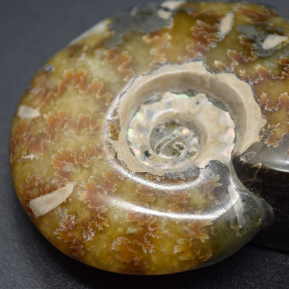 Brown Ammonite Cleoniceras Fossil from Madagascar - 6.5cm - 111 grams