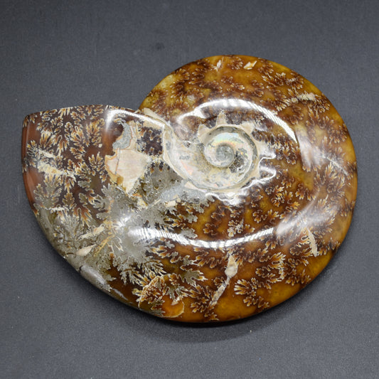 Brown Ammonite Cleoniceras Fossil from Madagascar - 14cm - 492 grams