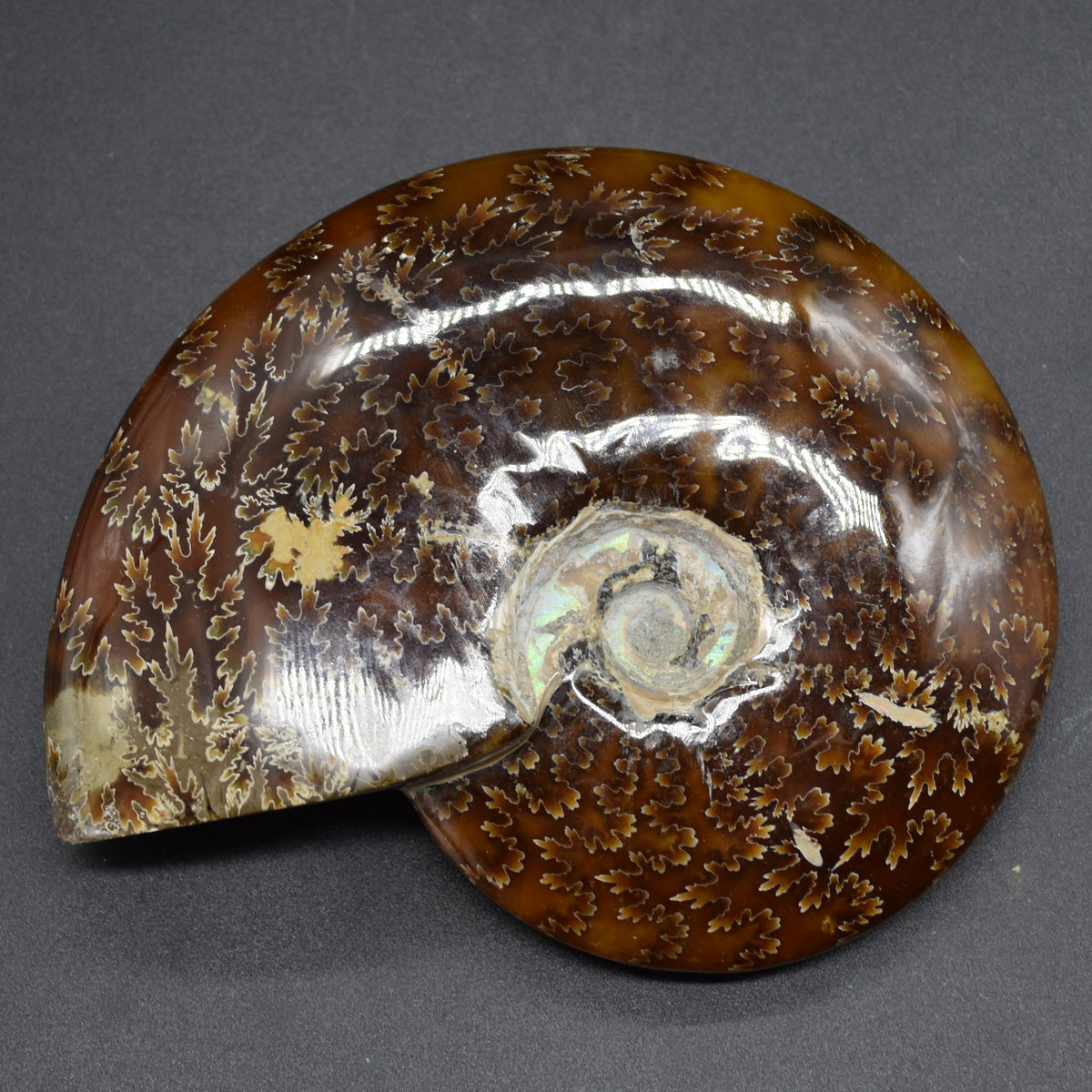 Brown Ammonite Cleoniceras Fossil from Madagascar - 13.2cm - 579 grams