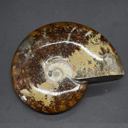 Brown Ammonite Cleoniceras Fossil from Madagascar - 13.2cm - 579 grams