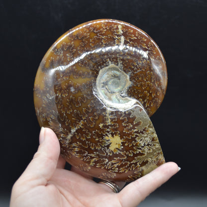 Brown Ammonite Cleoniceras Fossil from Madagascar - 13.2cm - 579 grams