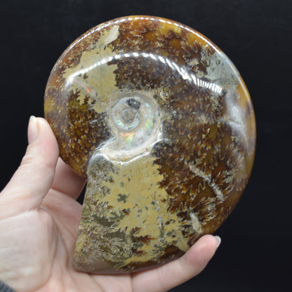 Brown Ammonite Cleoniceras Fossil from Madagascar - 13.2cm - 579 grams