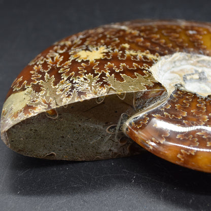 Brown Ammonite Cleoniceras Fossil from Madagascar - 13.2cm - 579 grams