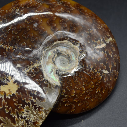 Brown Ammonite Cleoniceras Fossil from Madagascar - 13.2cm - 579 grams