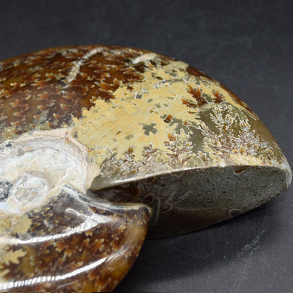Brown Ammonite Cleoniceras Fossil from Madagascar - 13.2cm - 579 grams