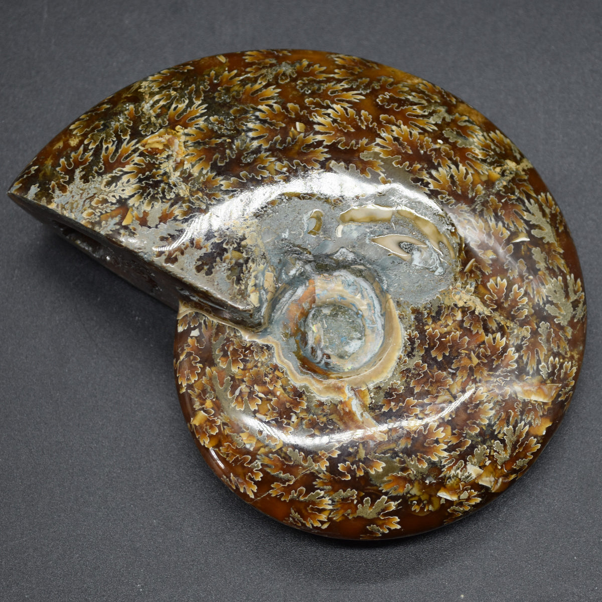 Brown Ammonite Cleoniceras Fossil from Madagascar - 12.7cm - 387 grams