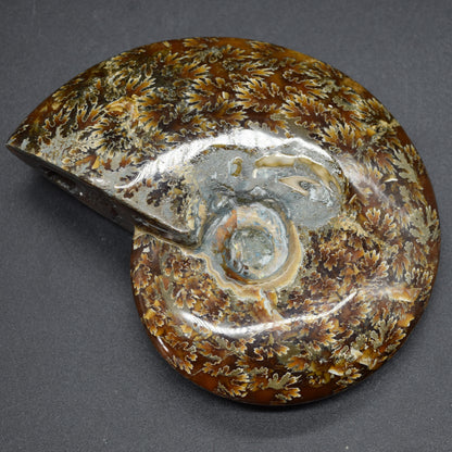 Brown Ammonite Cleoniceras Fossil from Madagascar - 12.7cm - 387 grams
