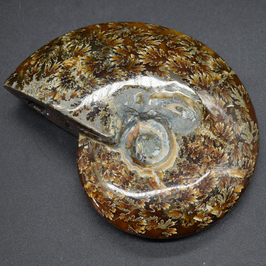 Brown Ammonite Cleoniceras Fossil from Madagascar - 12.7cm - 387 grams