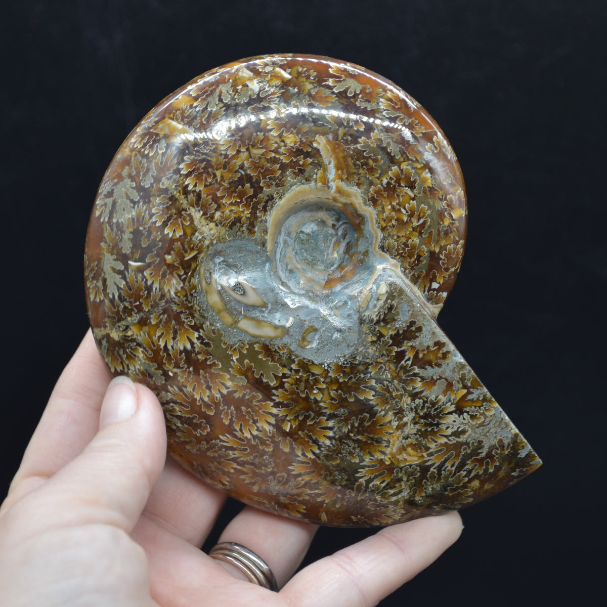 Brown Ammonite Cleoniceras Fossil from Madagascar - 12.7cm - 387 grams