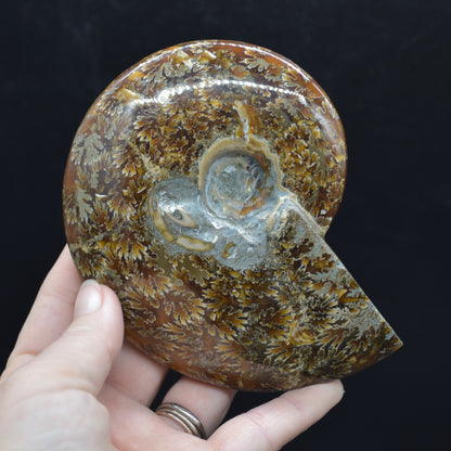 Brown Ammonite Cleoniceras Fossil from Madagascar - 12.7cm - 387 grams
