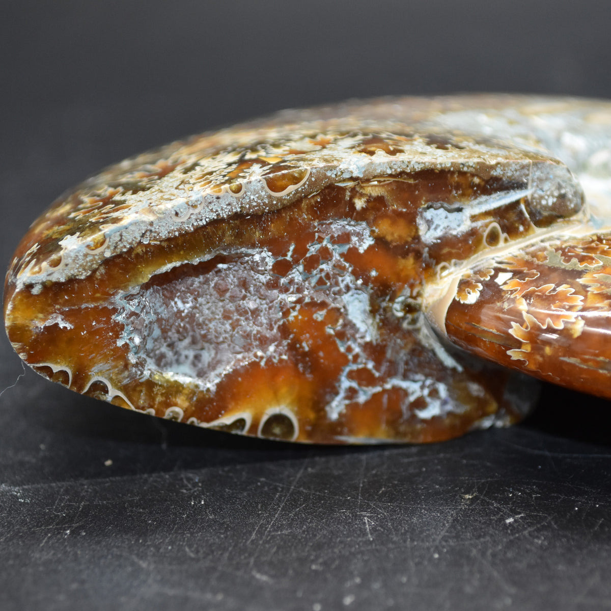 Brown Ammonite Cleoniceras Fossil from Madagascar - 12.7cm - 387 grams