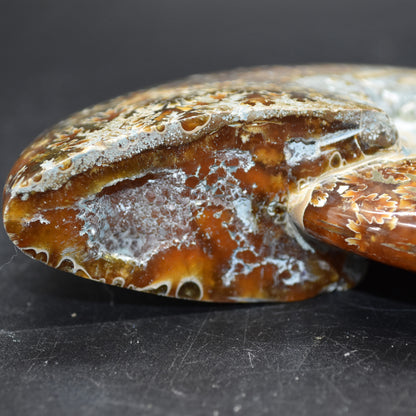 Brown Ammonite Cleoniceras Fossil from Madagascar - 12.7cm - 387 grams