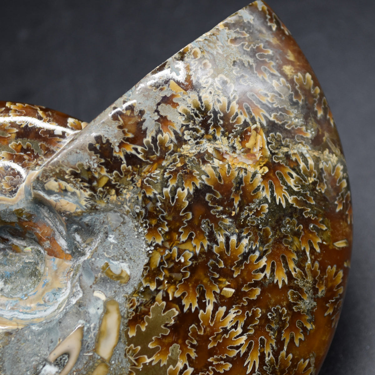 Brown Ammonite Cleoniceras Fossil from Madagascar - 12.7cm - 387 grams