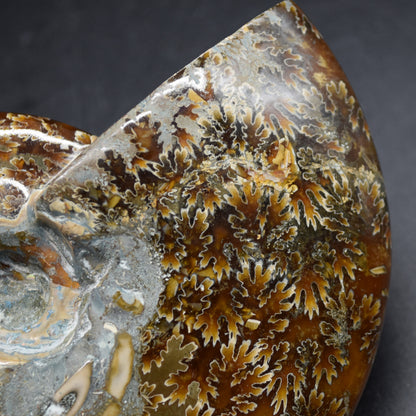 Brown Ammonite Cleoniceras Fossil from Madagascar - 12.7cm - 387 grams