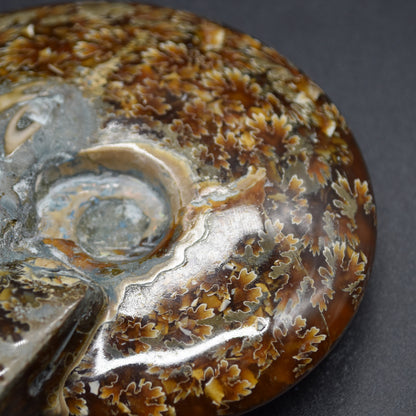 Brown Ammonite Cleoniceras Fossil from Madagascar - 12.7cm - 387 grams