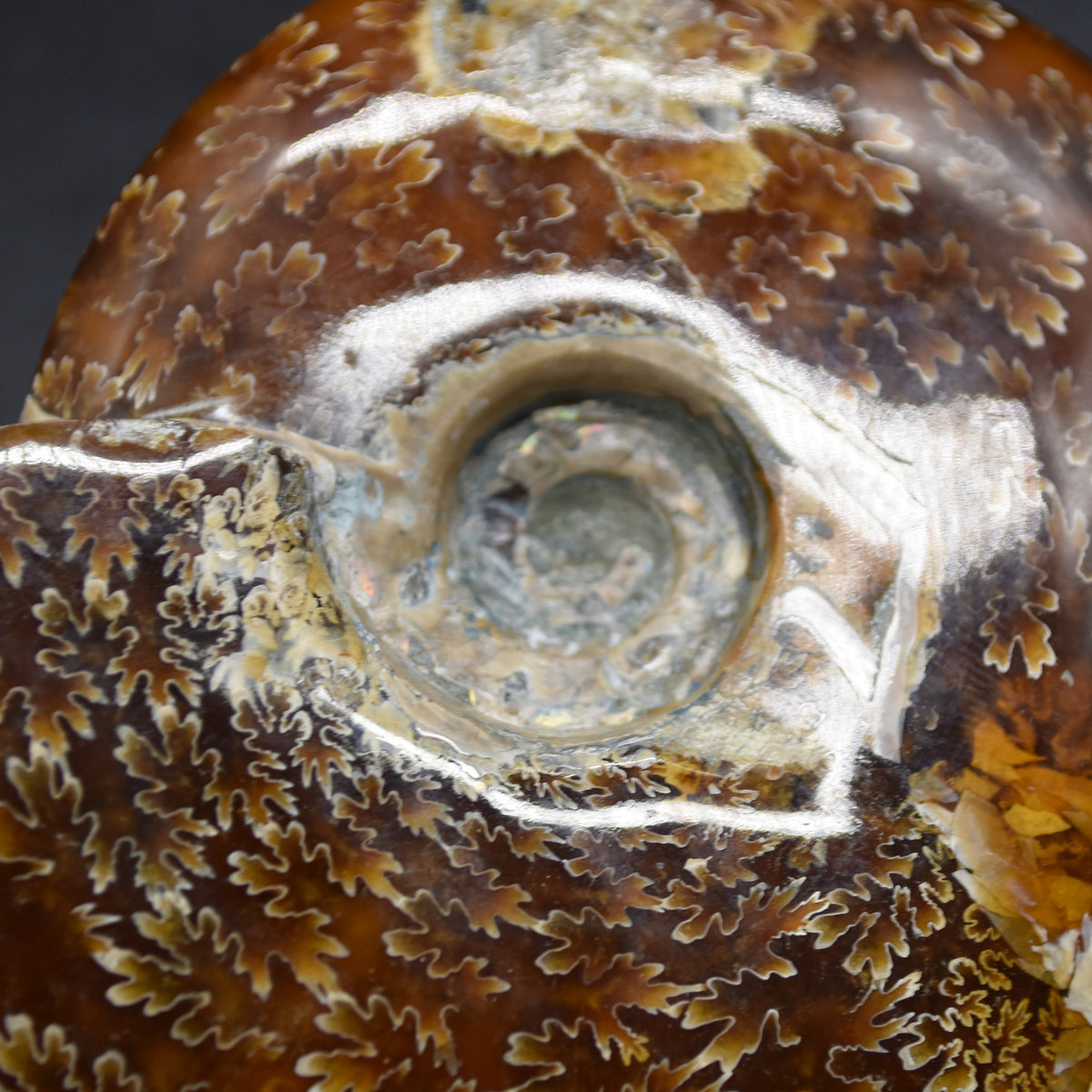 Brown Ammonite Cleoniceras Fossil from Madagascar - 12.7cm - 387 grams
