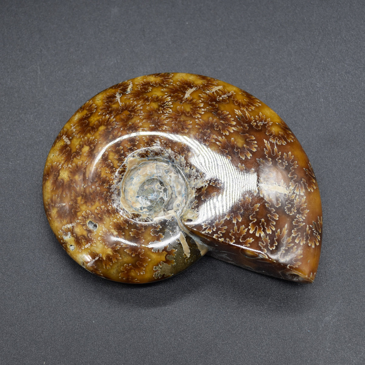 Brown Ammonite Cleoniceras Fossil from Madagascar - 10.3cm - 237 grams