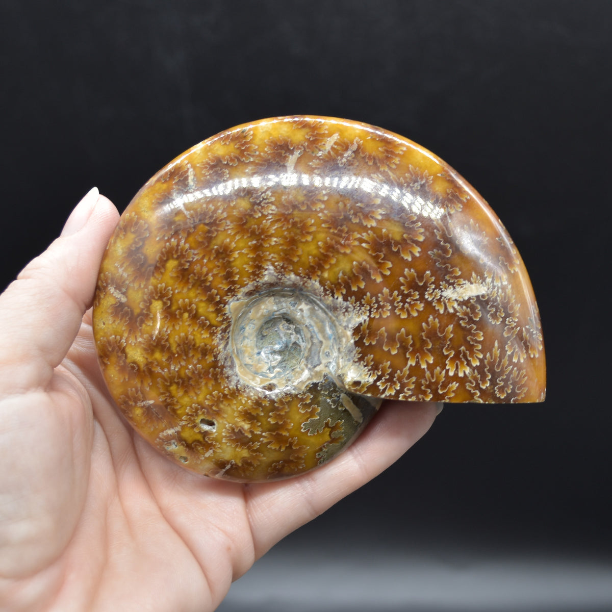 Brown Ammonite Cleoniceras Fossil from Madagascar - 10.3cm - 237 grams
