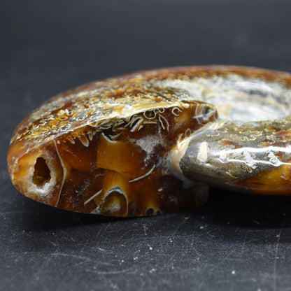 Brown Ammonite Cleoniceras Fossil from Madagascar - 10.3cm - 237 grams