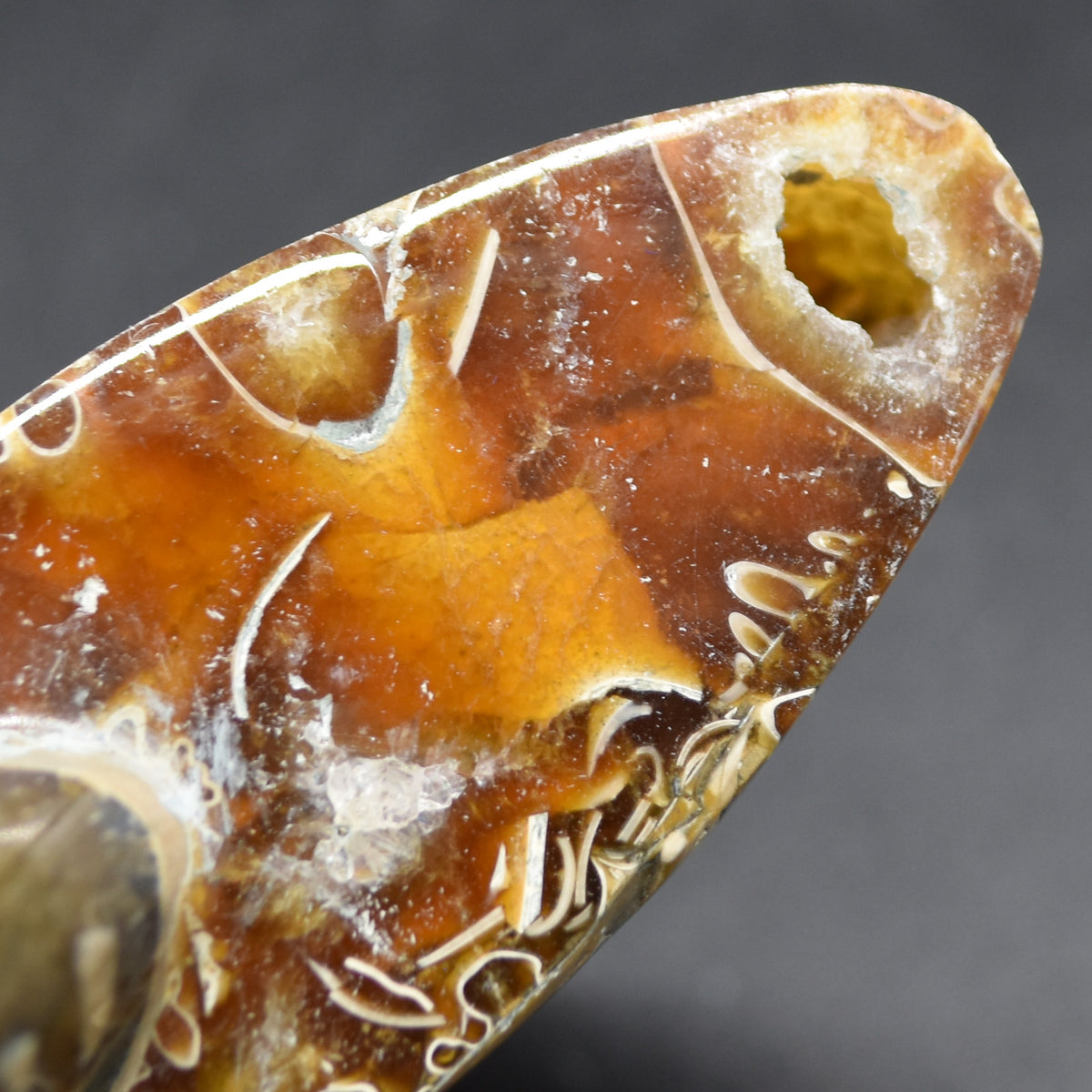 Brown Ammonite Cleoniceras Fossil from Madagascar - 10.3cm - 237 grams