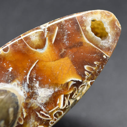 Brown Ammonite Cleoniceras Fossil from Madagascar - 10.3cm - 237 grams
