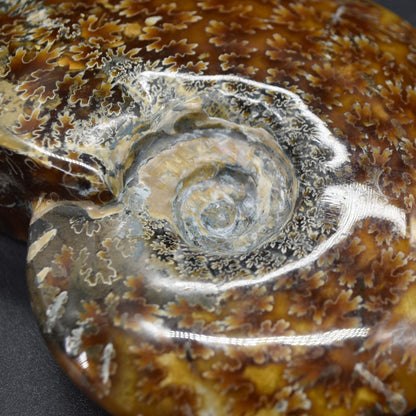 Brown Ammonite Cleoniceras Fossil from Madagascar - 10.3cm - 237 grams