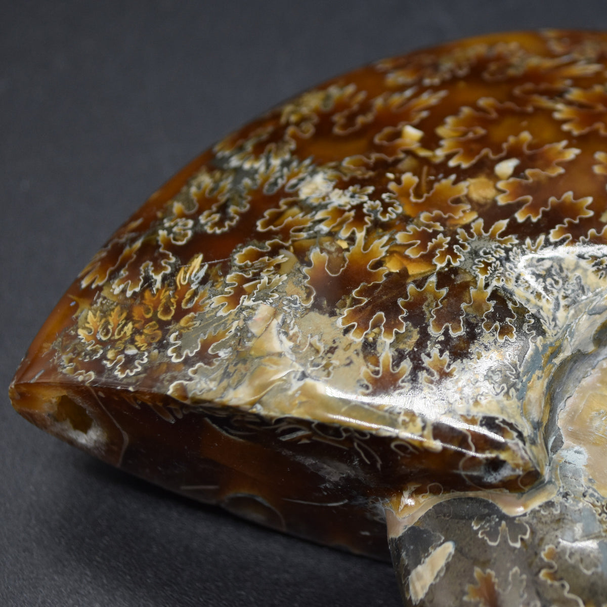 Brown Ammonite Cleoniceras Fossil from Madagascar - 10.3cm - 237 grams