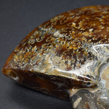 Brown Ammonite Cleoniceras Fossil from Madagascar - 10.3cm - 237 grams